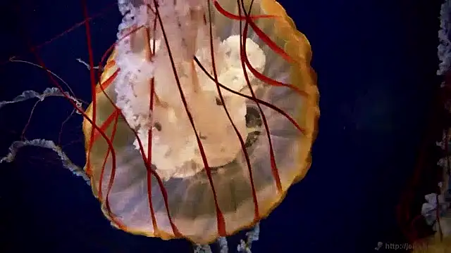 streamy test15 online show from 04.27.26