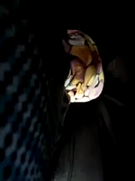 Snapshot of Policeman20742 chatting on 03.17.25 Policeman20742 online show from 03.17.25