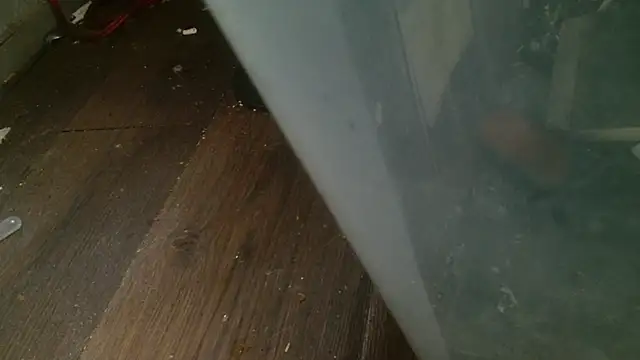 Gigadickman online show from 02.27.25