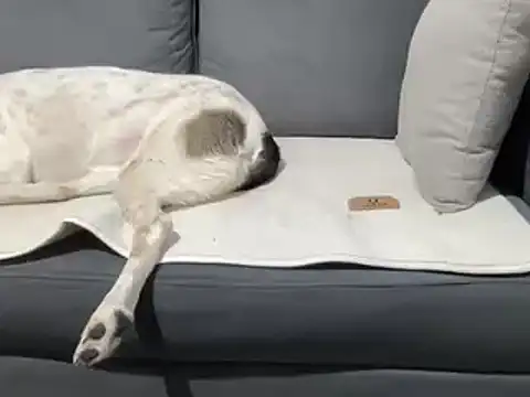 4small4inchlol online show from 03.20.25