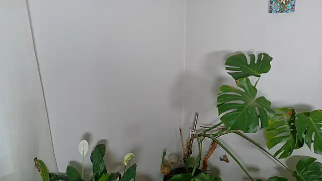 MistressKatie13xxx online show from 01.15.26