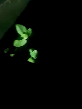 Snapshot of AloneDick chatting on 10.17.25 AloneDick online show from 10.17.25