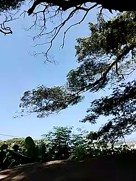 Chocolate factory man online show from 01.18.25