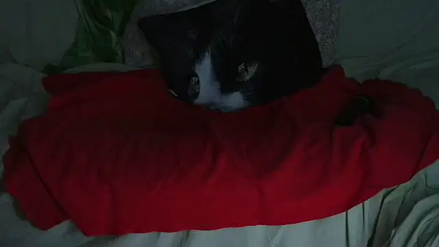 VeneRed online show from 09.21.25