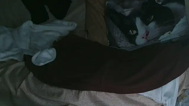 VeneRed online show from 10.10.25