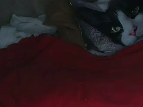 VeneRed online show from 10.12.25