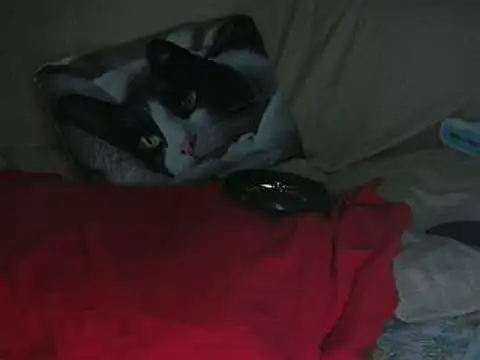 VeneRed online show from 10.14.25