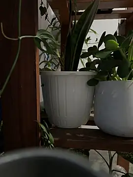 alburt 1996 online show from 12.30.24