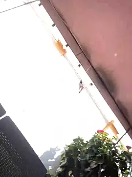 Praga Pink online show from 12.11.24