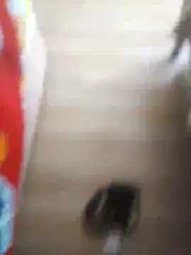 510915asi online show from 12.20.25