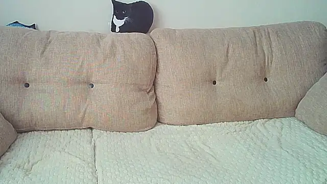 Ostin meow online show from 12.26.24