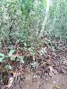 Snapshot of Danna-linyi chatting on 03.01.25 Danna-linyi online show from 03.01.25