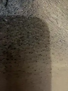 Gordelicia03 online show from 11.19.25