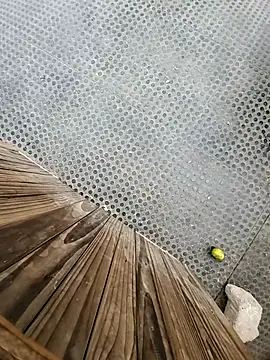 tesaodaweb online show from 12.15.25