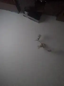 Snapshot of Lauren_Amabel chatting on 01.30.25 Lauren Amabel online show from 01.30.25