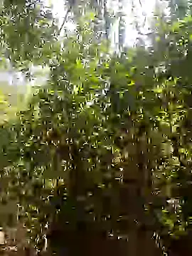 Pussy-Hairy-Horny online show from 02.16.25