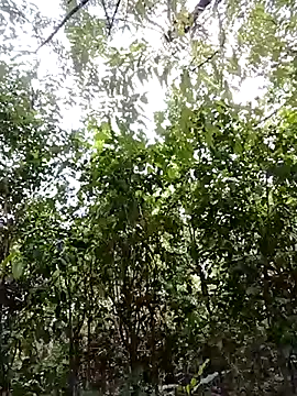 Pussy-Hairy-Horny online show from 02.23.25