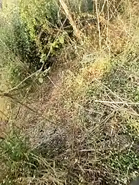 himvilohi08 online show from 02.11.26