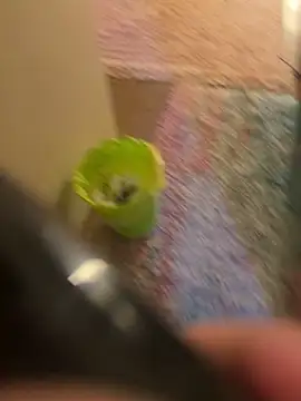 Snapshot of So8nan chatting on 11.10.25 So8nan online show from 11.10.25