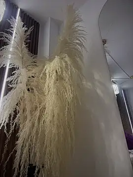 Anita-vega online show from 12.19.25