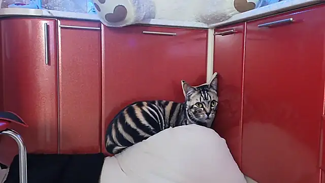 SquirtMilf00 online show from 04.09.26