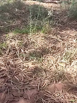 sonotutto online show from 10.10.25