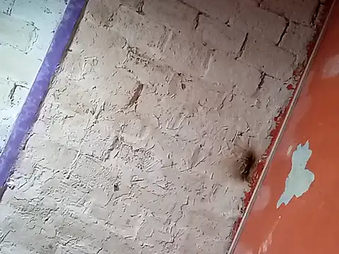 Hay-Viene-El-Huyy online show from 09.16.25