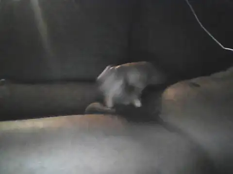 Bigcockjamaican876 online show from 10.19.25