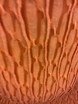 Ebony Warlock  online show from 11.15.25