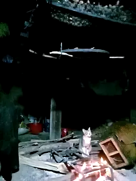 ngan-cute online show from 11.17.25