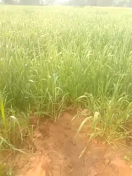 Susila ji online show from 01.18.26