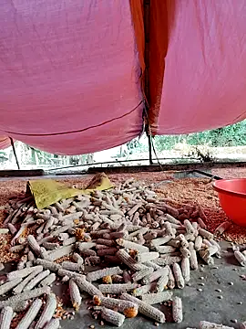 Snapshot of Tin_tanny chatting on 11.27.25 Tin tanny online show from 11.27.25