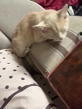 Snapshot of ksenia123 chatting on 09.24.25 ksenia123 online show from 09.24.25