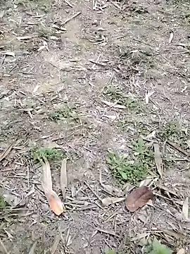 Nehal979 online show from 02.04.26