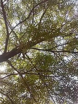 Snapshot of ipvk chatting on 04.08.26 ipvk online show from 04.08.26