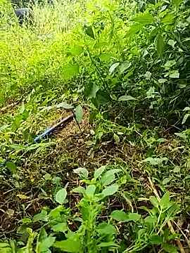 Snapshot of telugumodda4396 chatting on 10.19.25 telugumodda4396 online show from 10.19.25