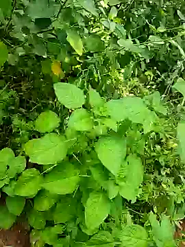 Snapshot of telugumodda4396 chatting on 10.25.25 telugumodda4396 online show from 10.25.25