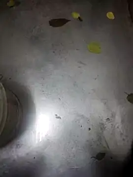 Snapshot of telugumodda4396 chatting on 11.13.25 telugumodda4396 online show from 11.13.25