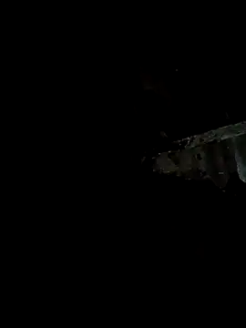 bree-zz online show from 01.11.26