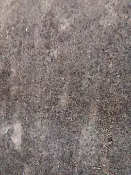 Snapshot of nagepalli chatting on 11.29.25 nagepalli online show from 11.29.25