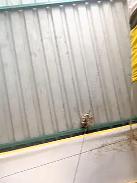 harinisree online show from 10.31.25