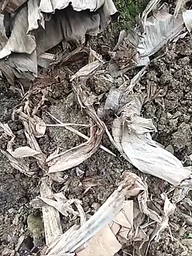 Sikici0734 online show from 02.03.26