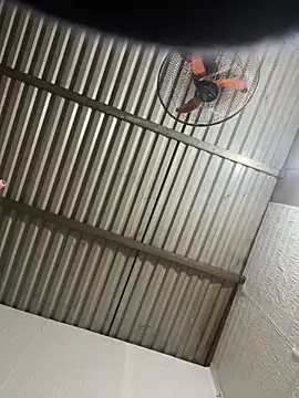 tabby-cat11 online show from 02.03.26