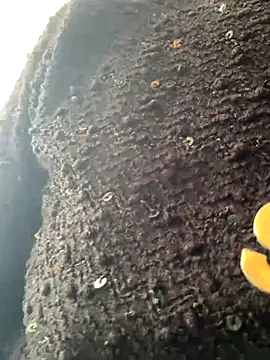 Emily-y online show from 12.17.25