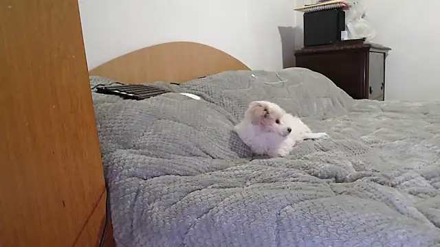 MissyDior8 online show from 02.04.26