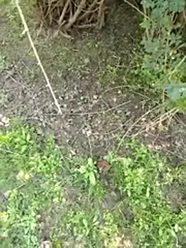 88zaifkhan88 online show from 03.02.26