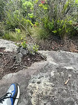 toritoga online show from 03.25.26