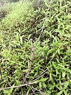 Sheela Sex90 online show from 04.16.26