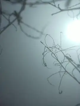 momo loves online show from 01.09.26