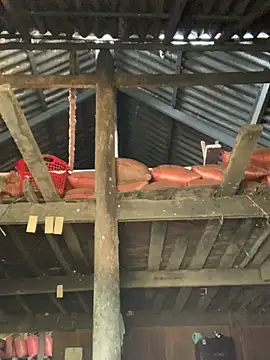 Naalyy online show from 03.26.26